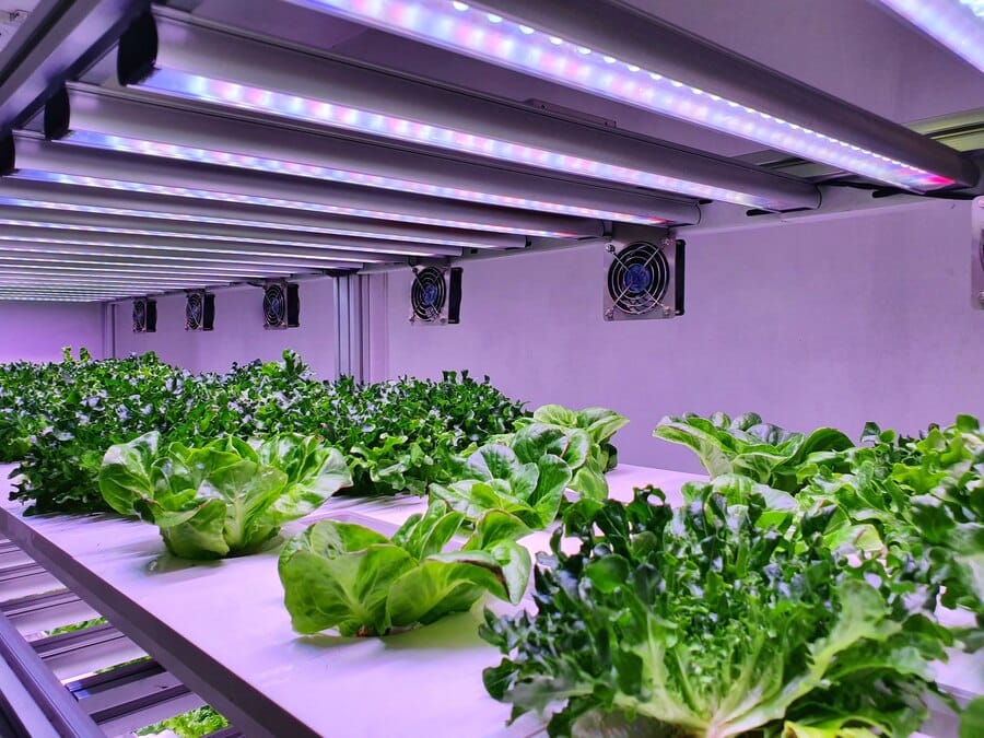 The New Age of Aquaponics: Merging Fish Farming with Plant Cultivation