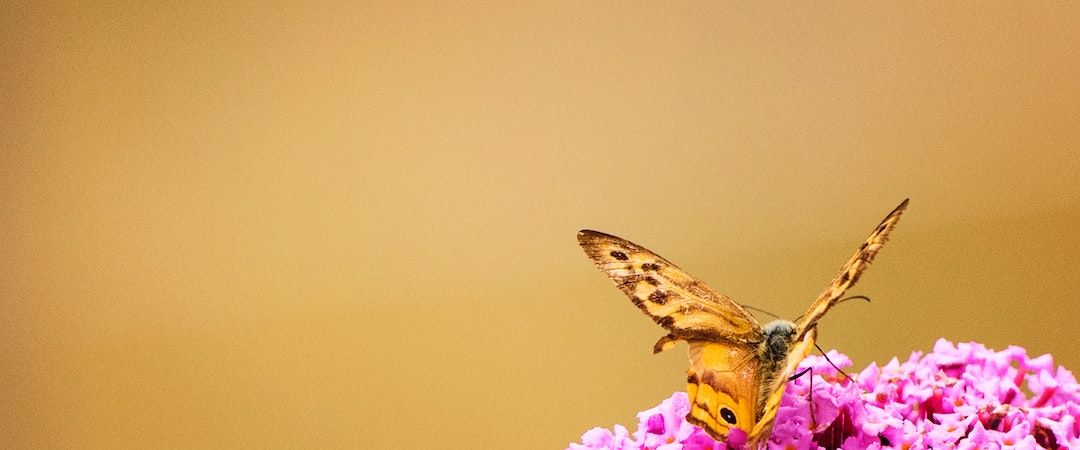 How Are Butterflies Born?