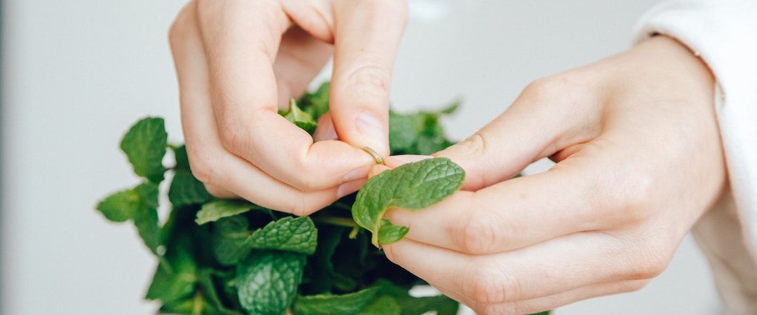 Mint Leaves and Digestion: Separating Fact from Fiction