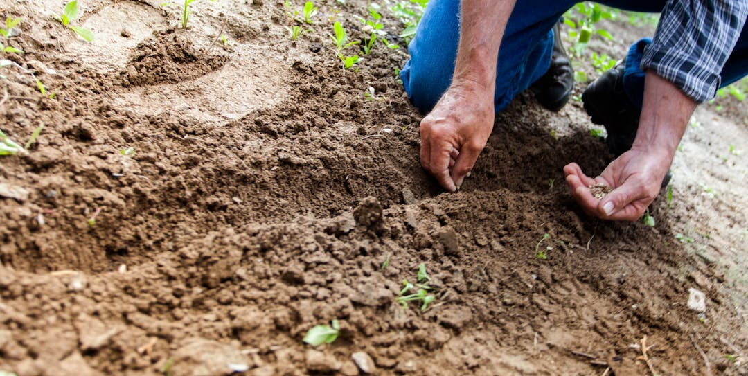 Embracing the Green Thumb: A Beginner's Guide to Gardening