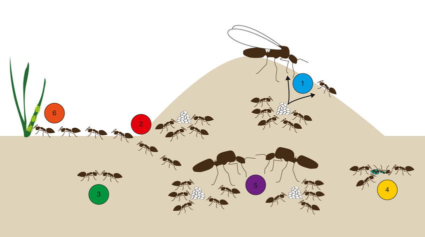 The Hidden World of Ants: Exploring the Intricate Societies of Insects