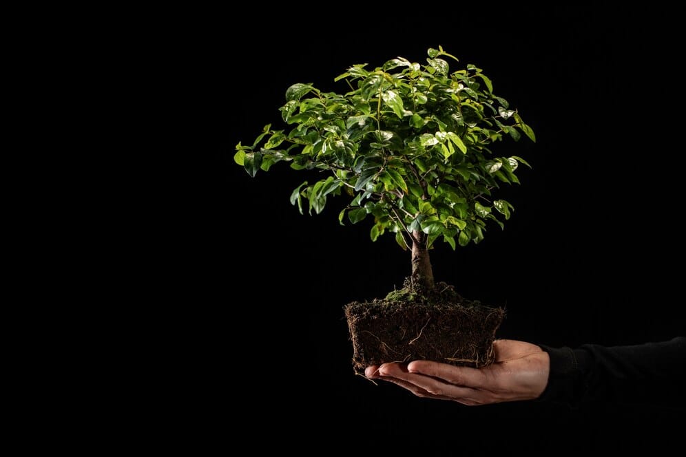 The Art of Bonsai: Cultivating Patience Through Miniature Trees