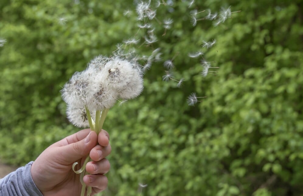 Urban Foraging: Finding Edible Plants in the City