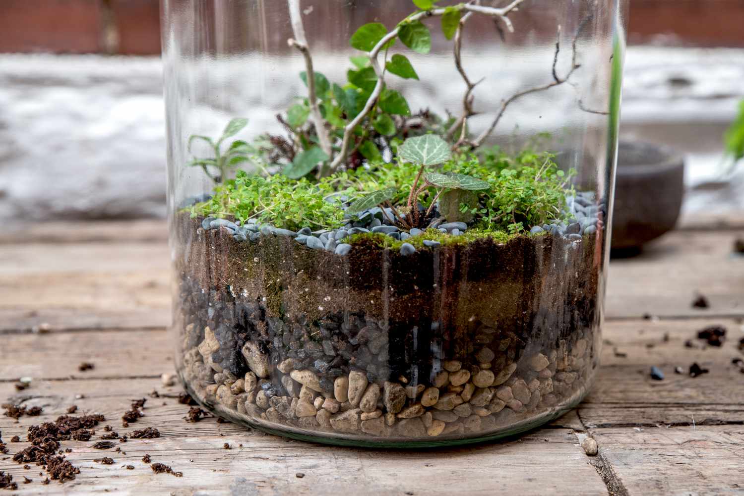 Garden in a Glass: The World of Terrariums