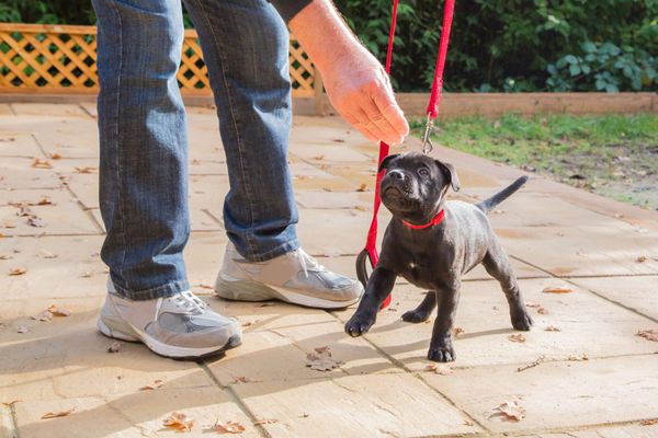 Creating a Happy Furry Family Member: A Guide to Training and Socializing Your New Pet