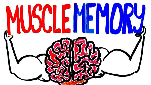 Decoding the Intricacies:Unveiling the Science Behind Muscle Memory and its Impact on Training