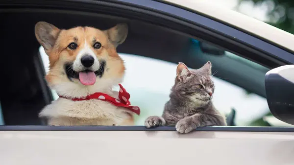 Pack Those Wagging Tails! Essential Tips for Traveling with Pets Like a Pro