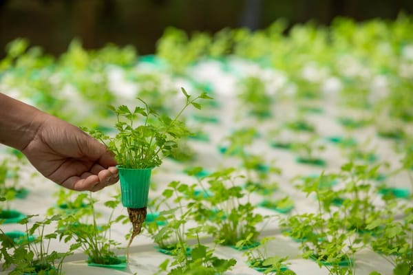 Urban Farming: The rise of city agriculture