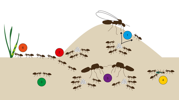 The Hidden World of Ants: Exploring the Intricate Societies of Insects