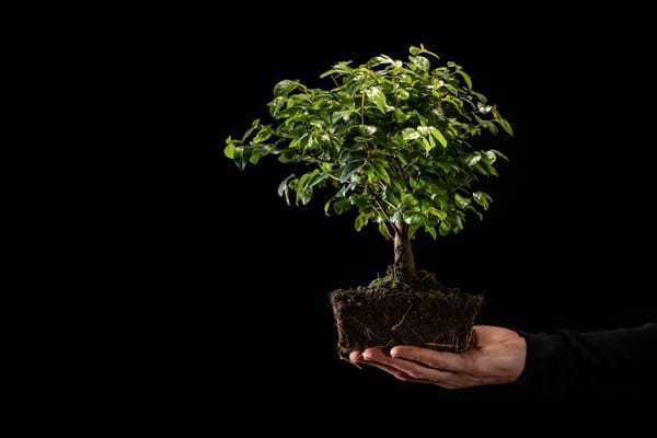 The Art of Bonsai: Cultivating Patience Through Miniature Trees